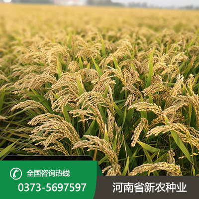 湖北麦茬旱直播的水稻品种