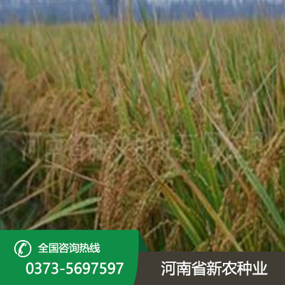 湖北郑稻201水稻种子