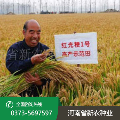 湖北水稻种子价格