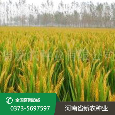 湖北水稻种子产品