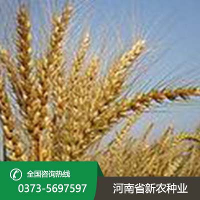 湖北小麦种子品种