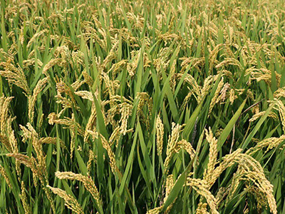 湖北阳光800水稻种子