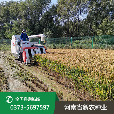湖北水稻种子多少钱一斤