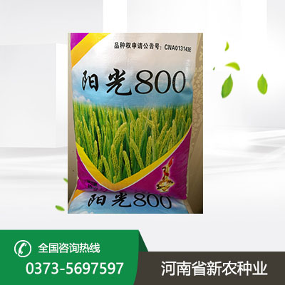 小麦种植