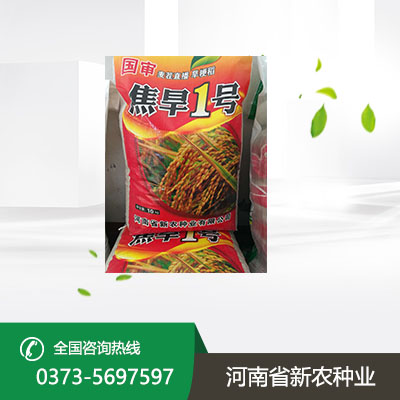 旱稻种子