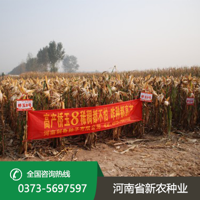 湖北适合机器收的玉米种子