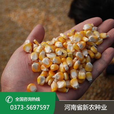 湖北玉米种子采购
