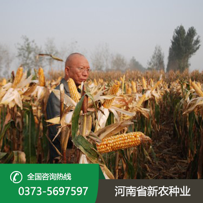 湖北直接收籽玉米价格