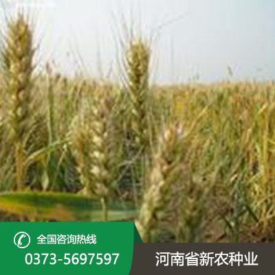 湖北小麦种子产品