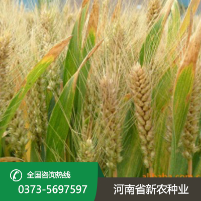 湖北今日小麦价一斤多少钱