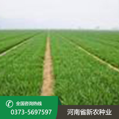 湖北矮抗58小麦种子