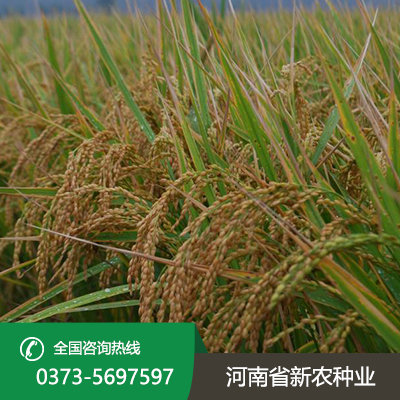 湖北焦旱1号水稻