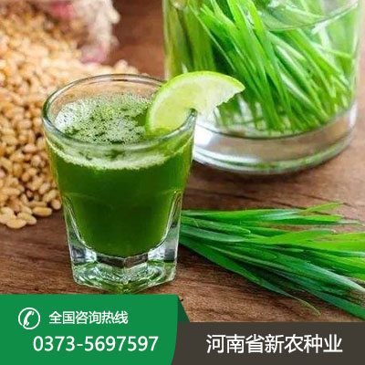 湖北青汁种子