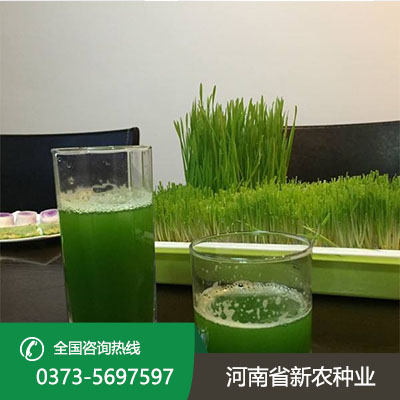 湖北青汁小麦种子怎么种
