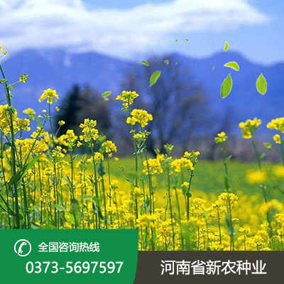 湖北油菜籽种子