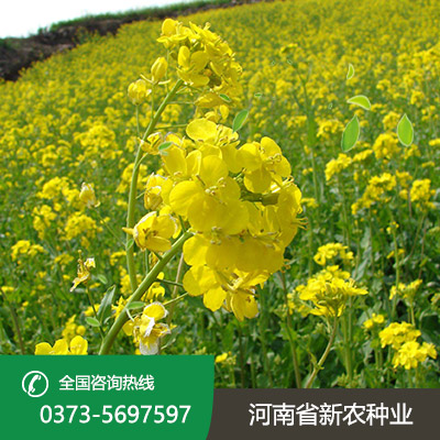 湖北油菜种子