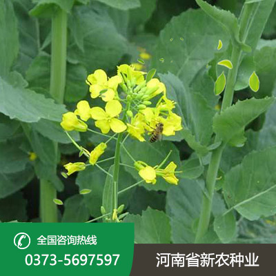 湖北杂交油菜籽种子