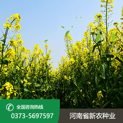 湖北杂交油菜种子