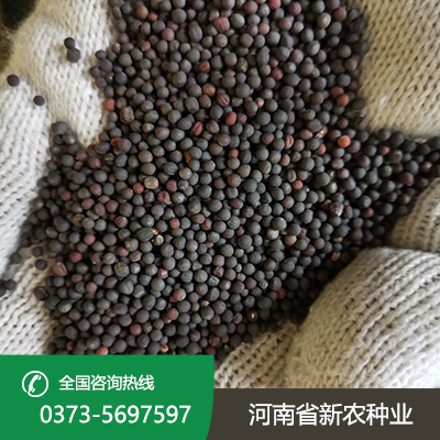 湖北老油菜种子