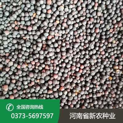 湖北天中油6号油菜籽