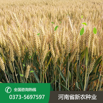 湖北才智566麦种