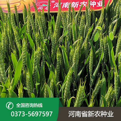 湖北抗旱小麦种子