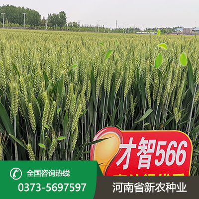 湖北抗倒伏小麦种子