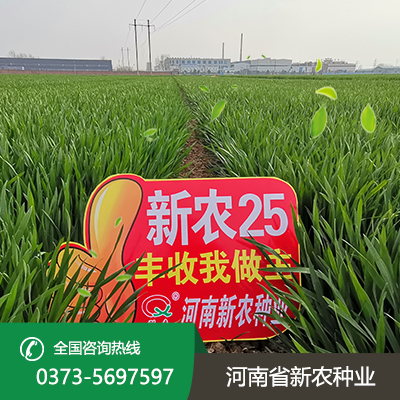 湖北矮秆大穗小麦种子