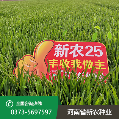 湖北新农25小麦种子