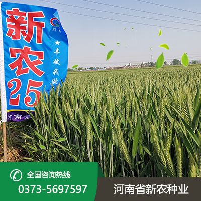 湖北新农25小麦种