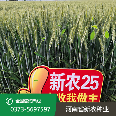 湖北新农25麦种