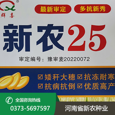 湖北矮秆大穗小麦种子