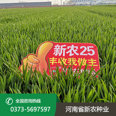 湖北小麦种子