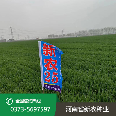 湖北小麦种子报价