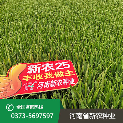 湖北丰产小麦种子