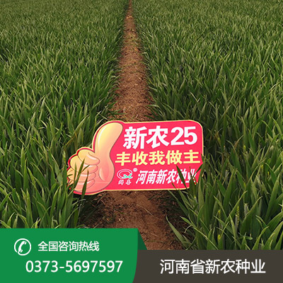 湖北高产小麦种子