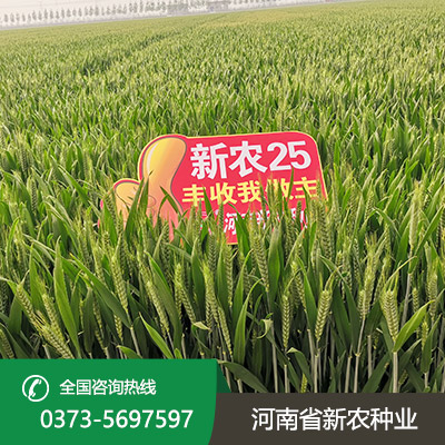 湖北小麦种子批发价格