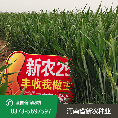 湖北小麦种子怎么种