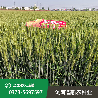 湖北小麦种子批发
