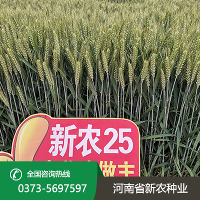 湖北小麦种子售价