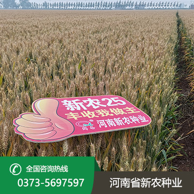 湖北超高产小麦种子