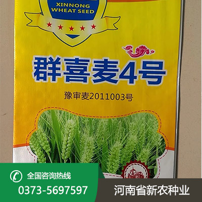 湖北群喜麦4号小麦种子