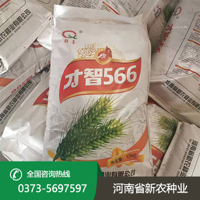 湖北早熟小麦种子
