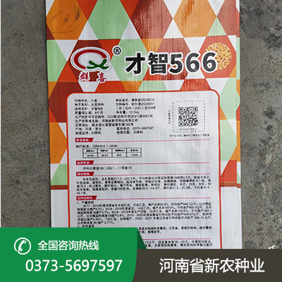 湖北抗倒小麦种子