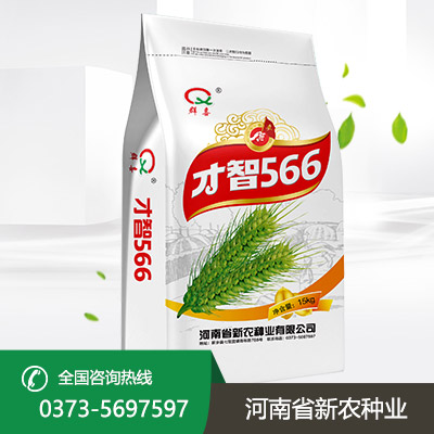 湖北才智566小麦种