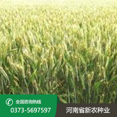 湖北抗病抗倒小麦