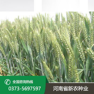 湖北抗病抗倒小麦种