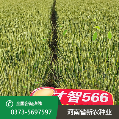 湖北才智566小麦种