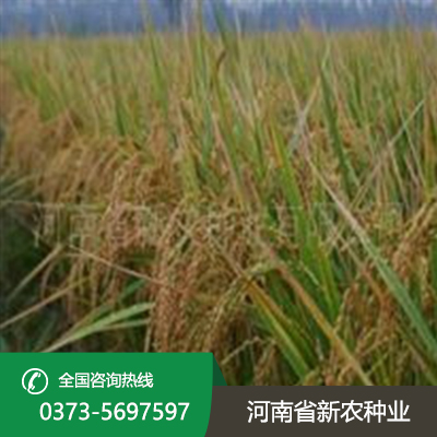 湖北直播稻